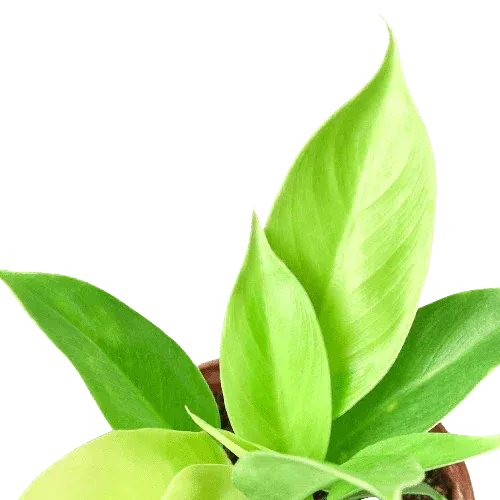 Philodendron 'Moonlight'-Indoor Plants-Trendy Gardener