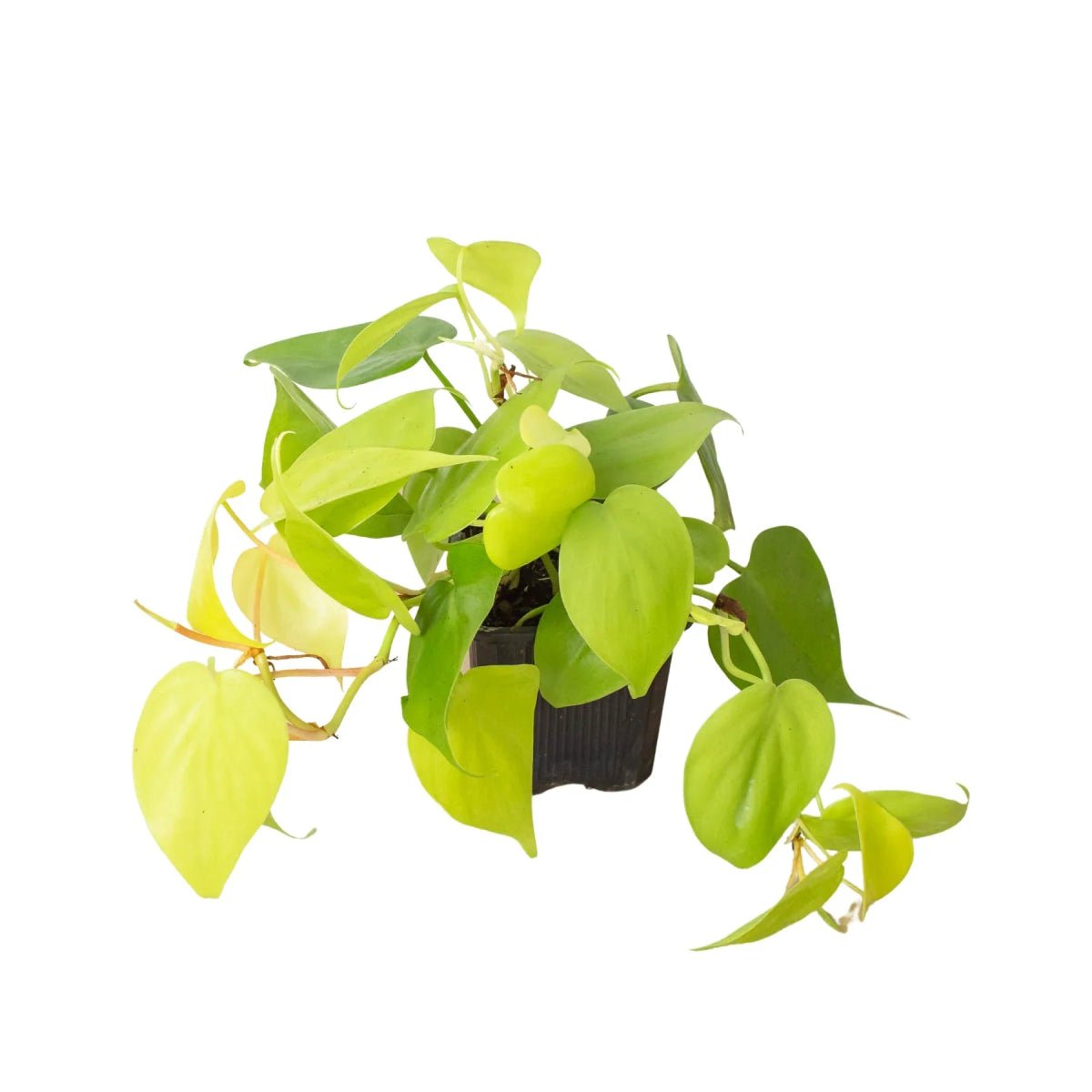Philodendron Neon Indoor Plants Trendy Gardener 4" Pot