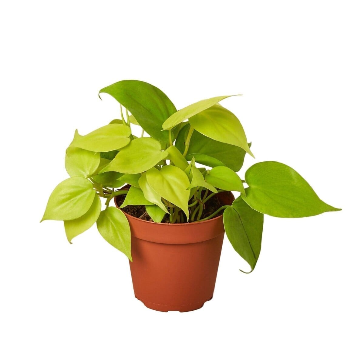 Philodendron Neon Indoor Plants Trendy Gardener 6" Pot