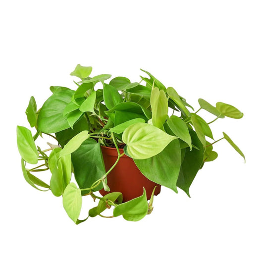 Philodendron Neon Indoor Plants Trendy Gardener 8" Pot