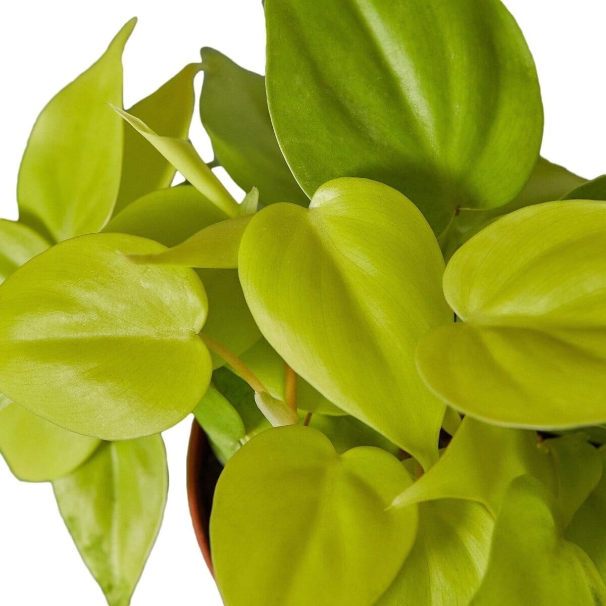 Philodendron Neon Indoor Plants Trendy Gardener