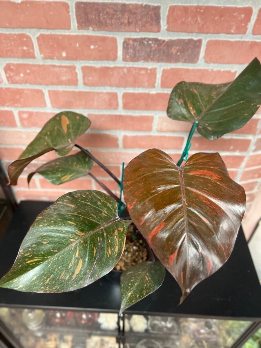 Philodendron Orange Princess Indoor Plants Trendy Gardener
