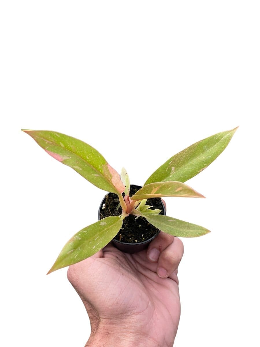 Philodendron Ring of Fire Indoor Plants Trendy Gardener