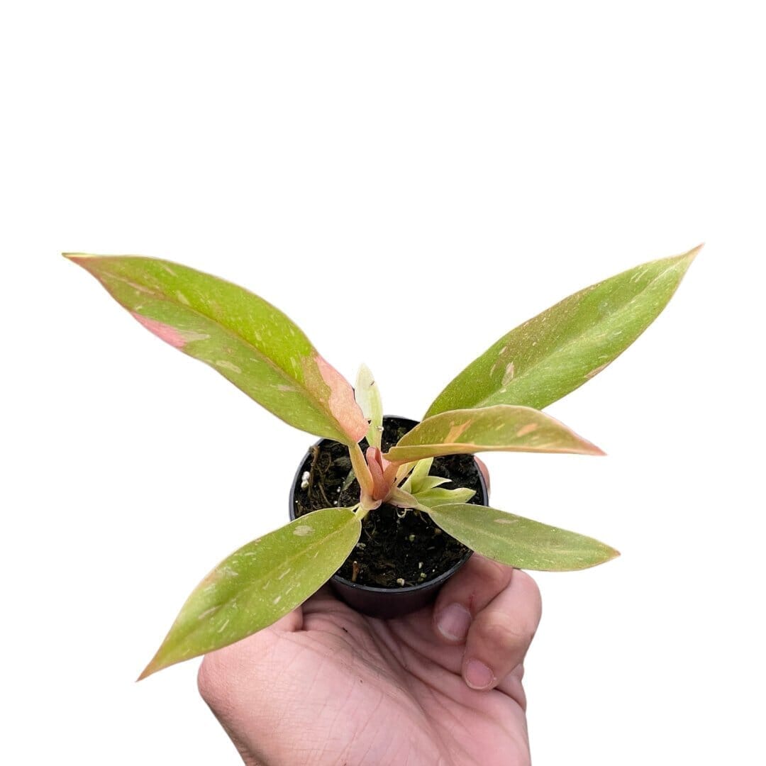 Philodendron Ring of Fire Indoor Plants Trendy Gardener