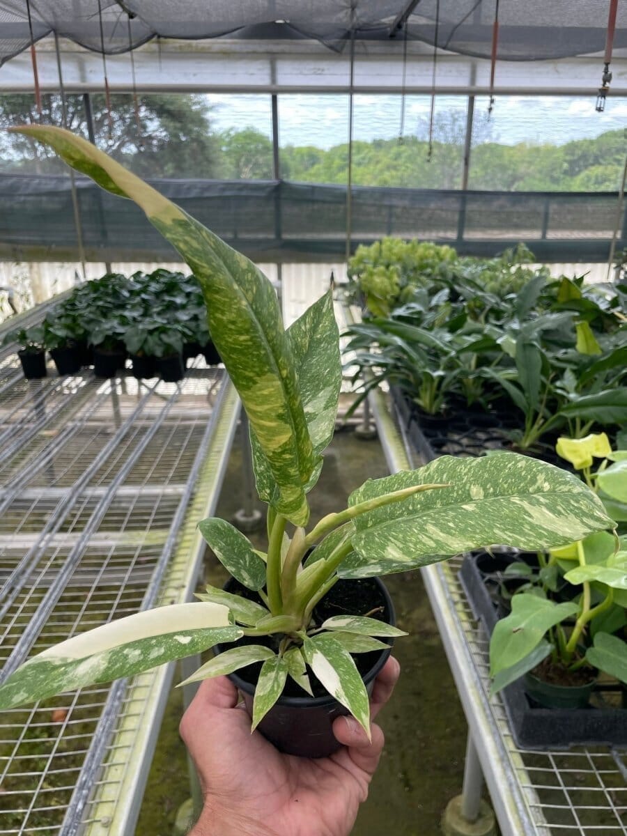 Philodendron Ring of Fire Indoor Plants Trendy Gardener