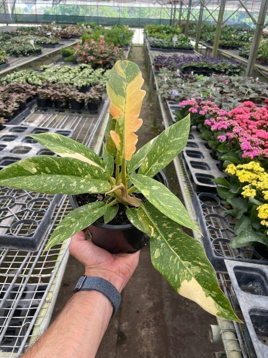 Philodendron Ring of Fire Indoor Plants Trendy Gardener