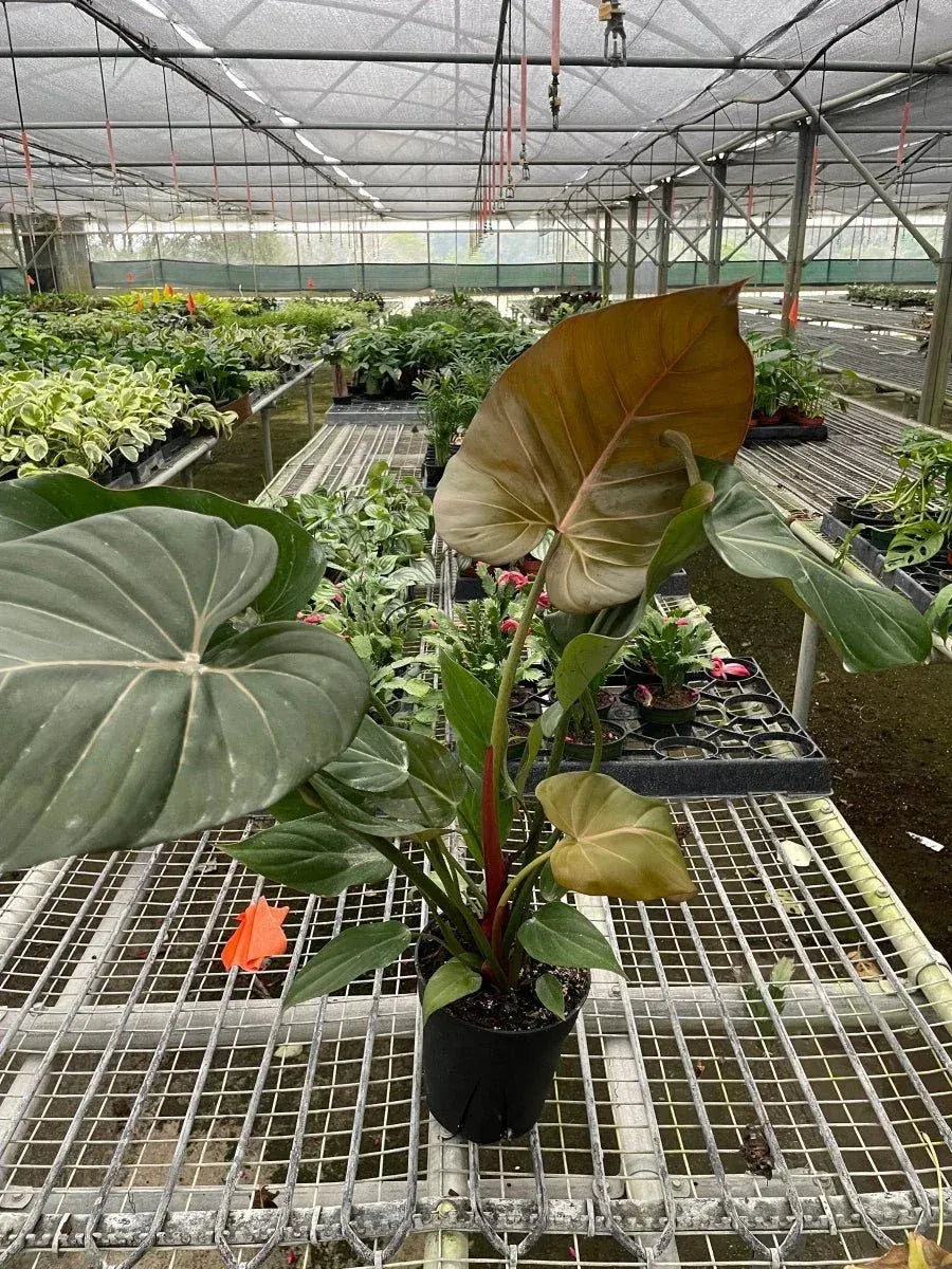 Philodendron Summer Glory-Indoor Plants-Trendy Gardener
