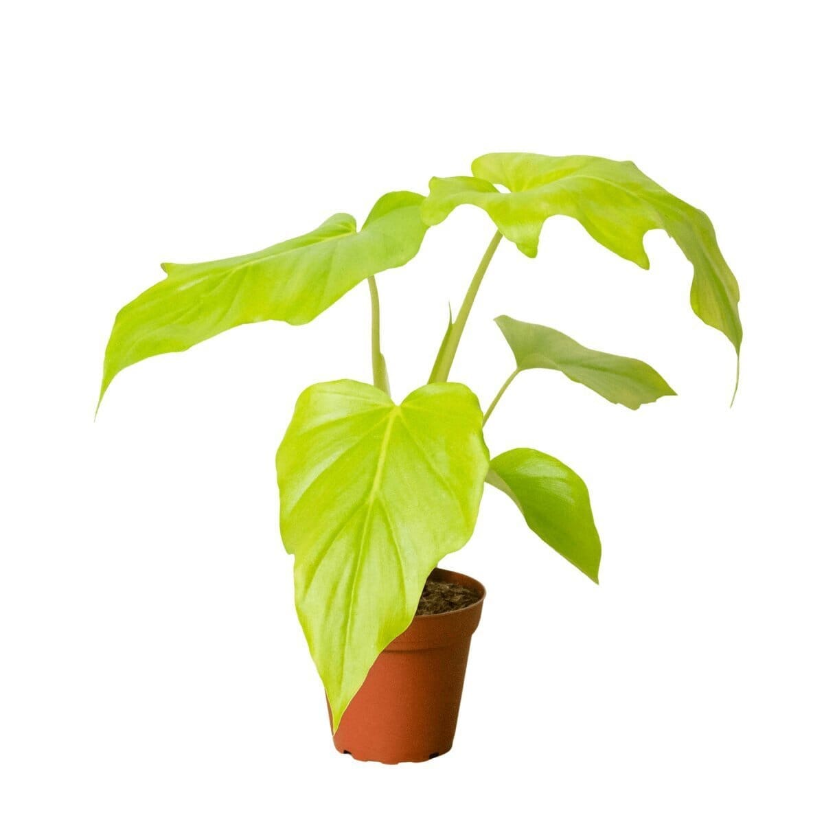 Philodendron 'Warscewiczii'-Indoor Plants-Trendy Gardener