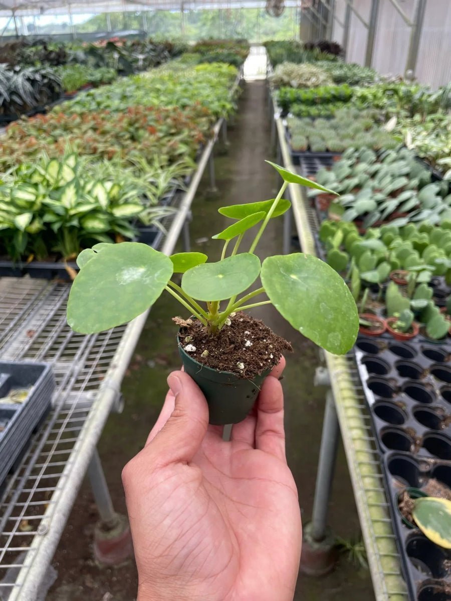 Pilea Peperomioides 'Chinese Money' Indoor Plants Trendy Gardener