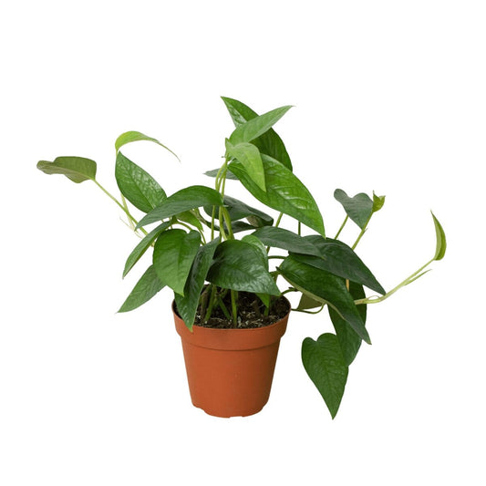 Pothos 'Cebu Blue'-Indoor Plants-Trendy Gardener