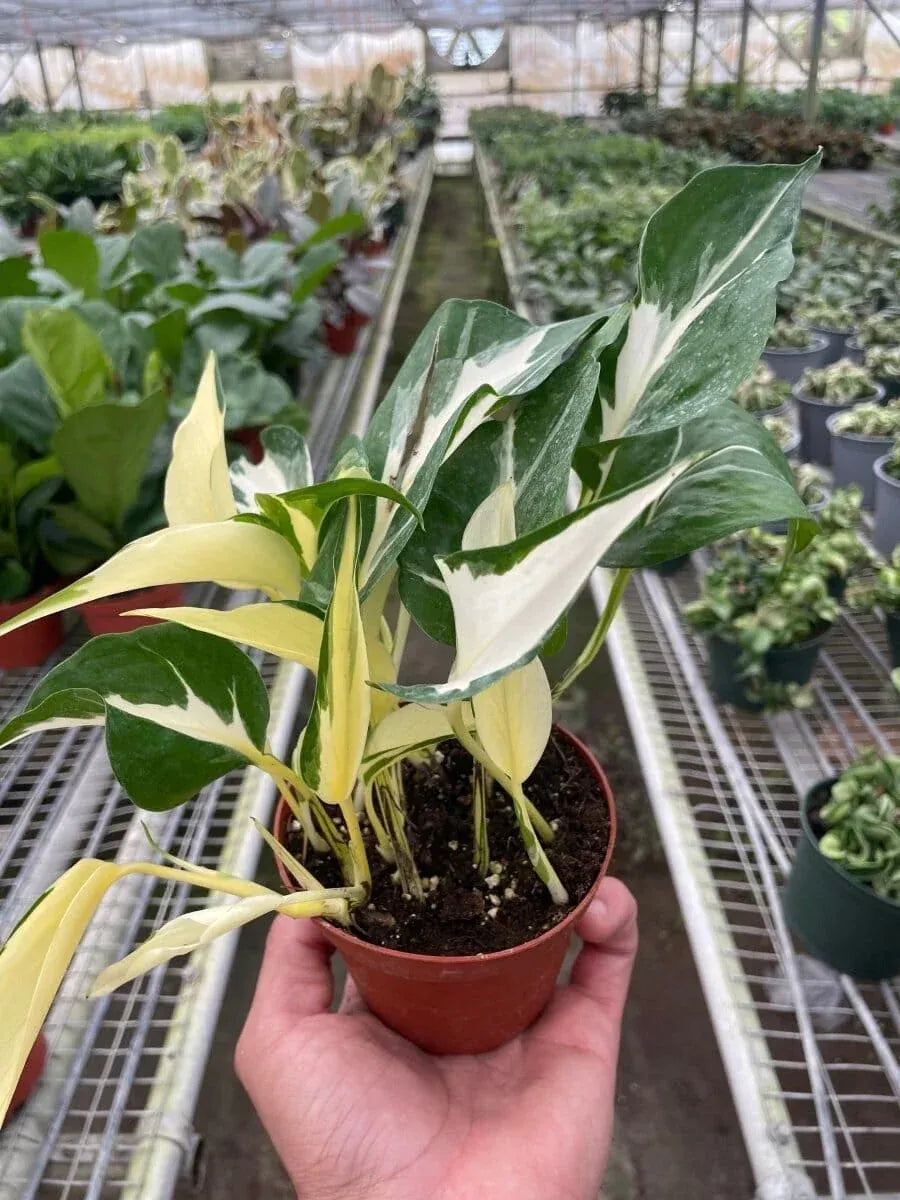 Pothos 'Mutant Manjula'-Indoor Plants-Trendy Gardener