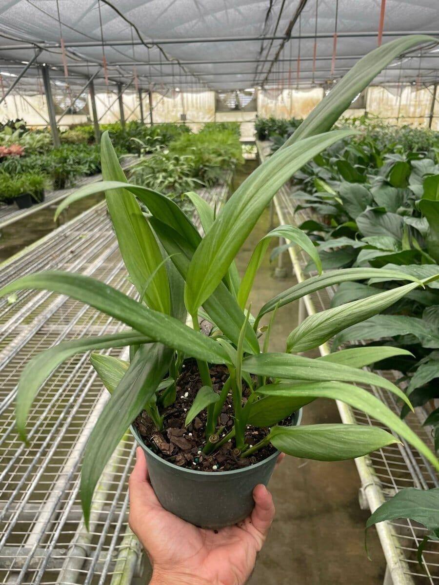 Pothos 'Silver Streak'-Indoor Plants-Trendy Gardener