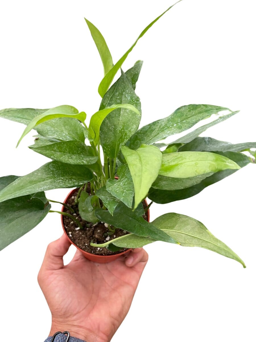Pothos Skeleton Key-Indoor Plants-Trendy Gardener