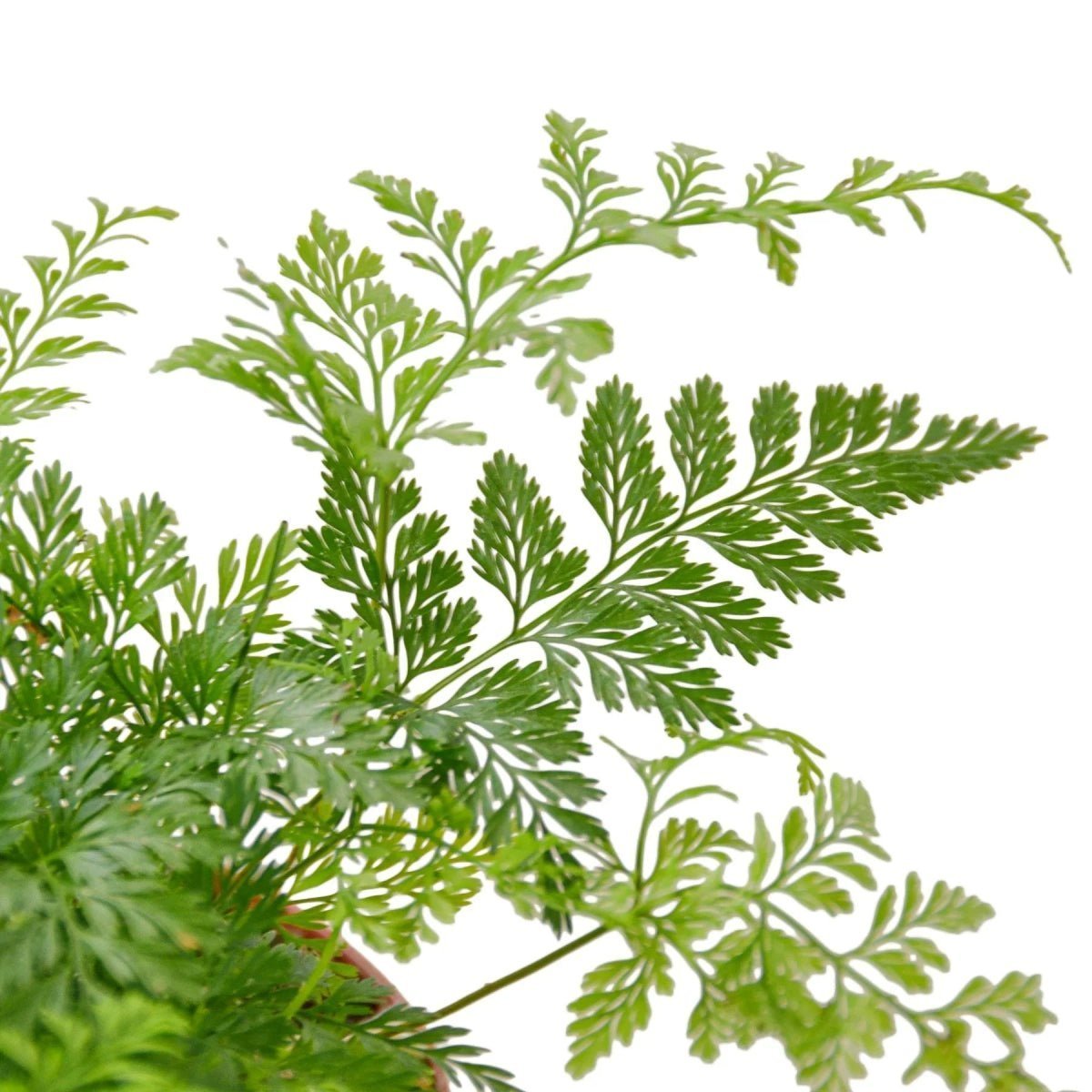 Rabbit's Foot Fern-Indoor Plants-Trendy Gardener