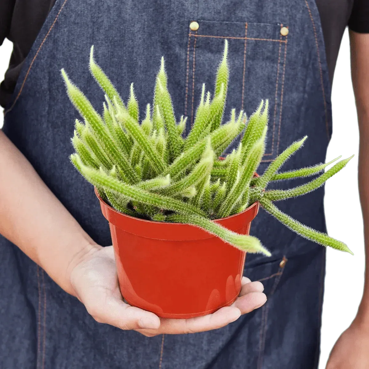 Rat Tail Cactus-Succulent-Trendy Gardener