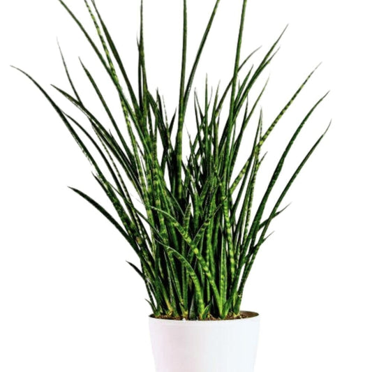 Sansevieria Fernwood Mikado Indoor Plants Trendy Gardener 10" Pot