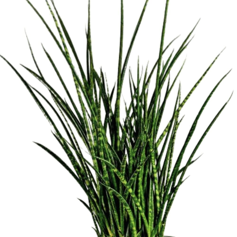 Sansevieria Fernwood Mikado Indoor Plants Trendy Gardener 8” Pot