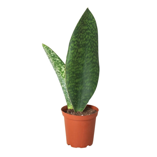 Shark Fin Snake Plant Indoor Plants Trendy Gardener