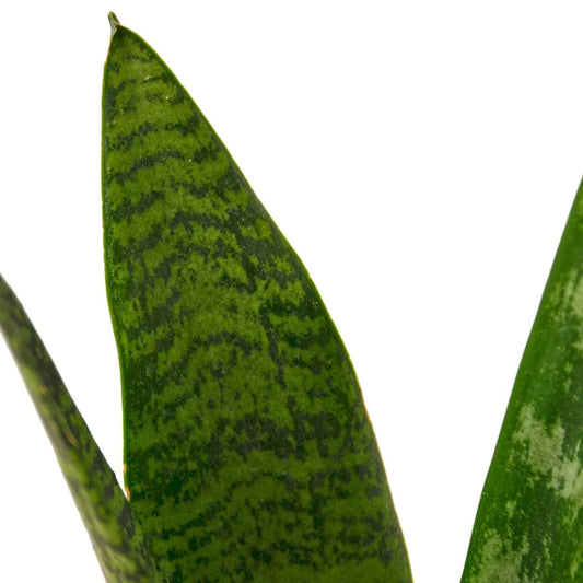 Snake Plant 'Zeylanica'-Indoor Plants-Trendy Gardener