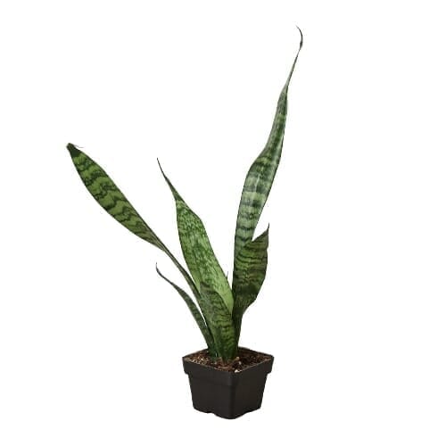 Snake Plant 'Zeylanica'-Indoor Plants-Trendy Gardener