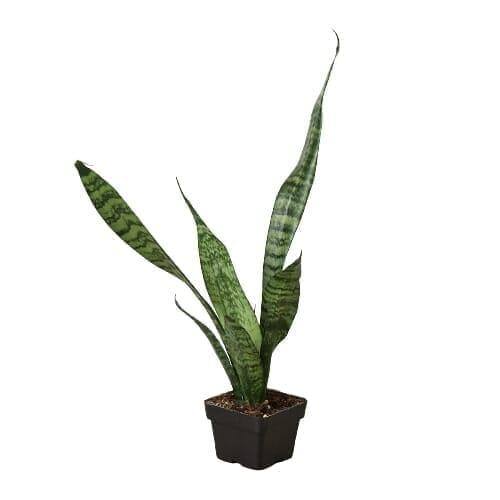 Snake Plant 'Zeylanica'-Indoor Plants-Trendy Gardener