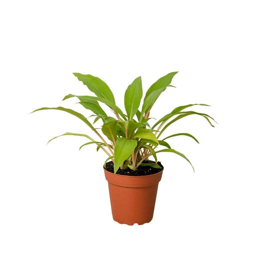 Spider Plant Fire Flash Indoor Plants Trendy Gardener