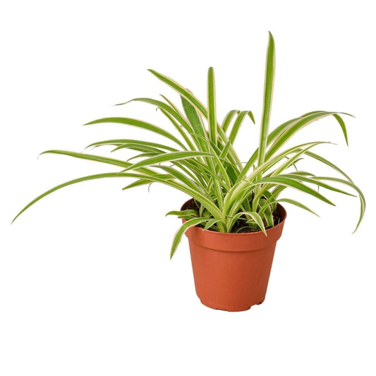 Spider Plant Reverse-Indoor Plants-Trendy Gardener