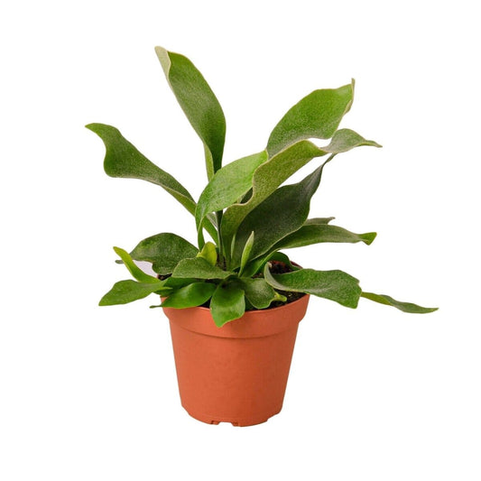 Staghorn Fern-Indoor Plants-Trendy Gardener