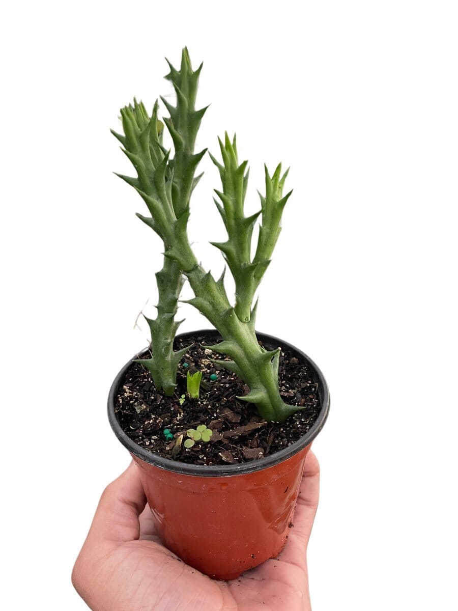 Starfish Cactus (Stapelia orbea variegata)-Indoor Plants-Trendy Gardener