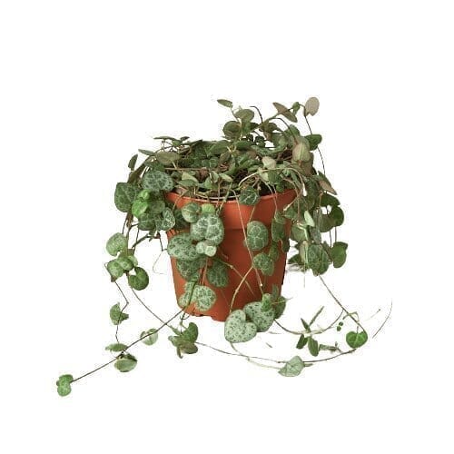 String of Hearts Indoor Plants Trendy Gardener 3" Pot