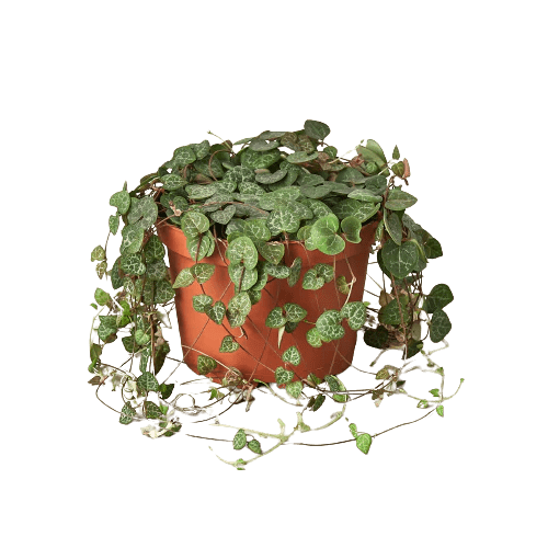 String of Hearts Indoor Plants Trendy Gardener 4" Pot