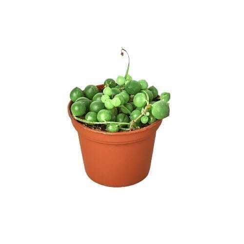 String of Pearls Succulent Trendy Gardener 3" Pot Nursery Pot