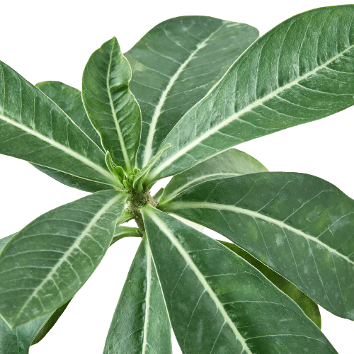 Succulent Adenium Obesum 'Desert Rose'-Succulent-Trendy Gardener