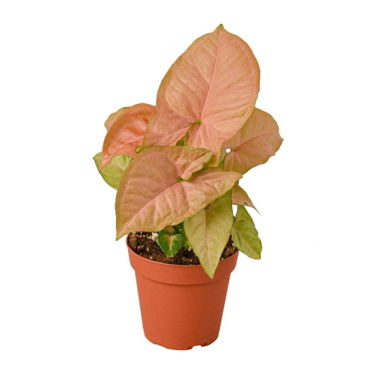 Syngonium Strawberry (Syngonium podophyllum 'Strawberry')-Indoor Plants-Trendy Gardener