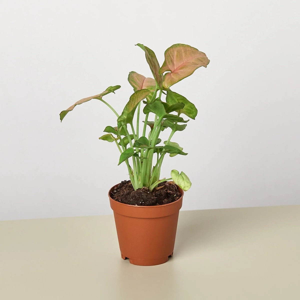 Syngonium Strawberry (Syngonium podophyllum 'Strawberry')-Indoor Plants-Trendy Gardener