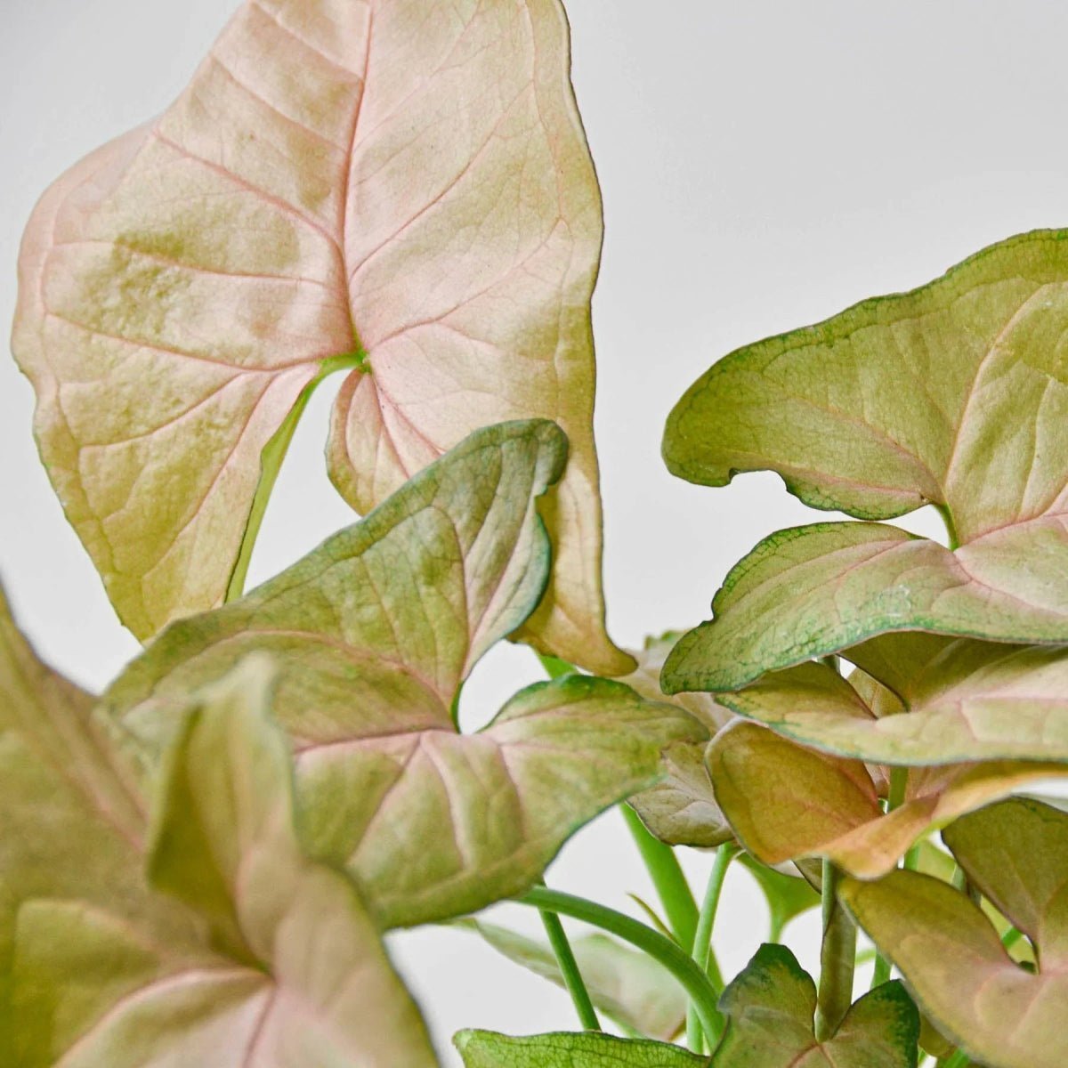 Syngonium Strawberry (Syngonium podophyllum 'Strawberry')-Indoor Plants-Trendy Gardener