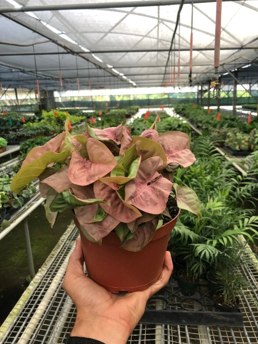 Syngonium Strawberry (Syngonium podophyllum 'Strawberry')-Indoor Plants-Trendy Gardener