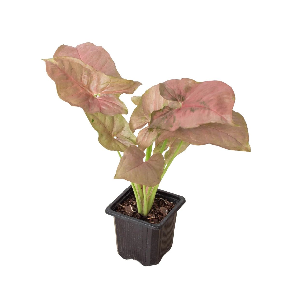 Syngonium Strawberry (Syngonium podophyllum 'Strawberry')-Indoor Plants-Trendy Gardener