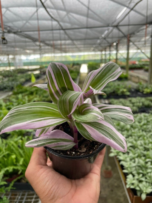 Tradescantia 'Nanouk'-Indoor Plants-Trendy Gardener