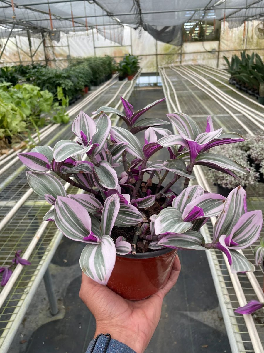 Tradescantia 'Nanouk'-Indoor Plants-Trendy Gardener