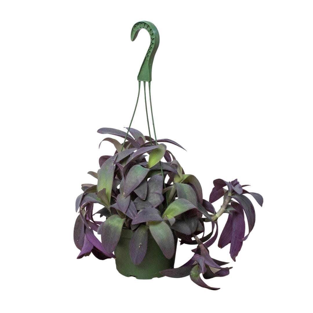 Tradescantia Purple Heart Indoor Plants Trendy Gardener 6" Pot