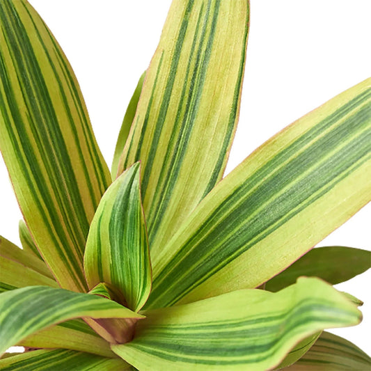 Tradescantia 'Sitara's Gold'-Indoor Plants-Trendy Gardener