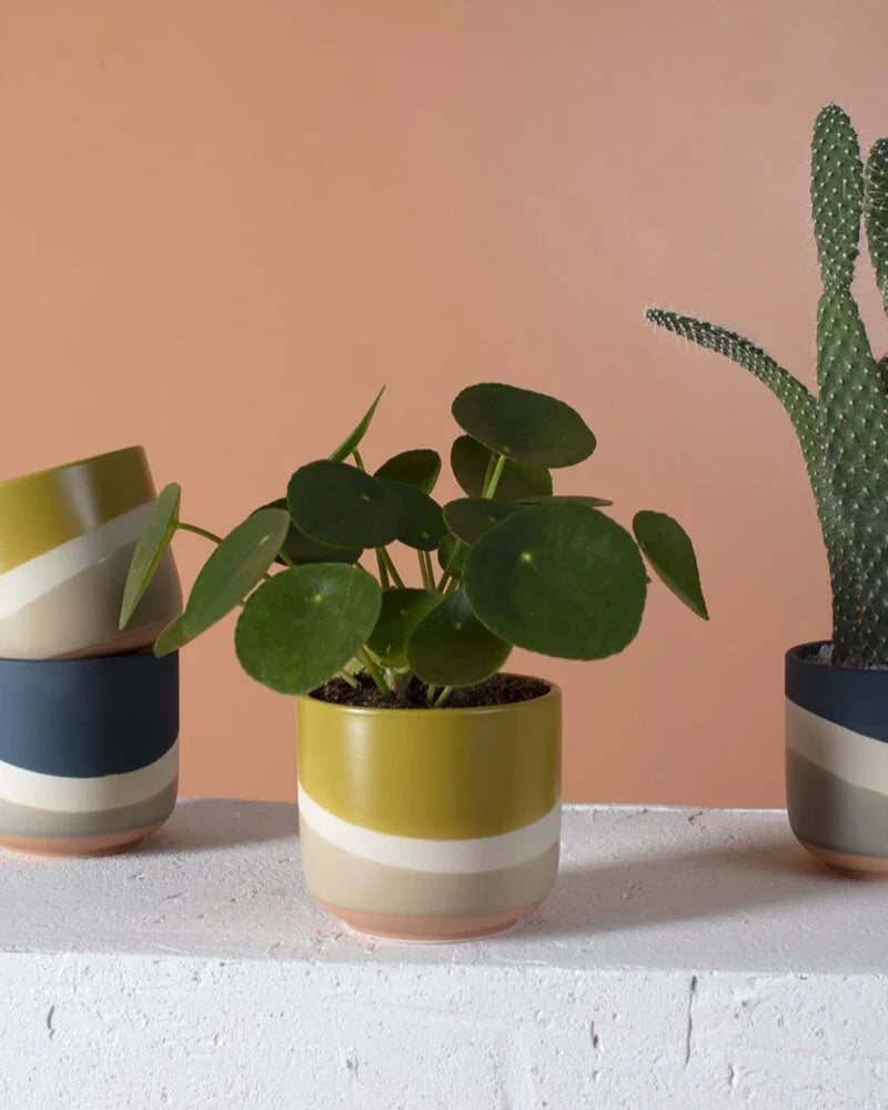 Collection of stylish striped plant pots in yellow, beige, and navy, showcasing a mix of empty and occupied pots with a cactus and green plant