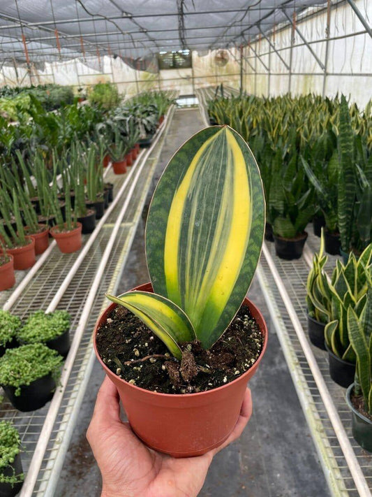 Variegated Shark Fin Snake Plant-Indoor Plants-Trendy Gardener