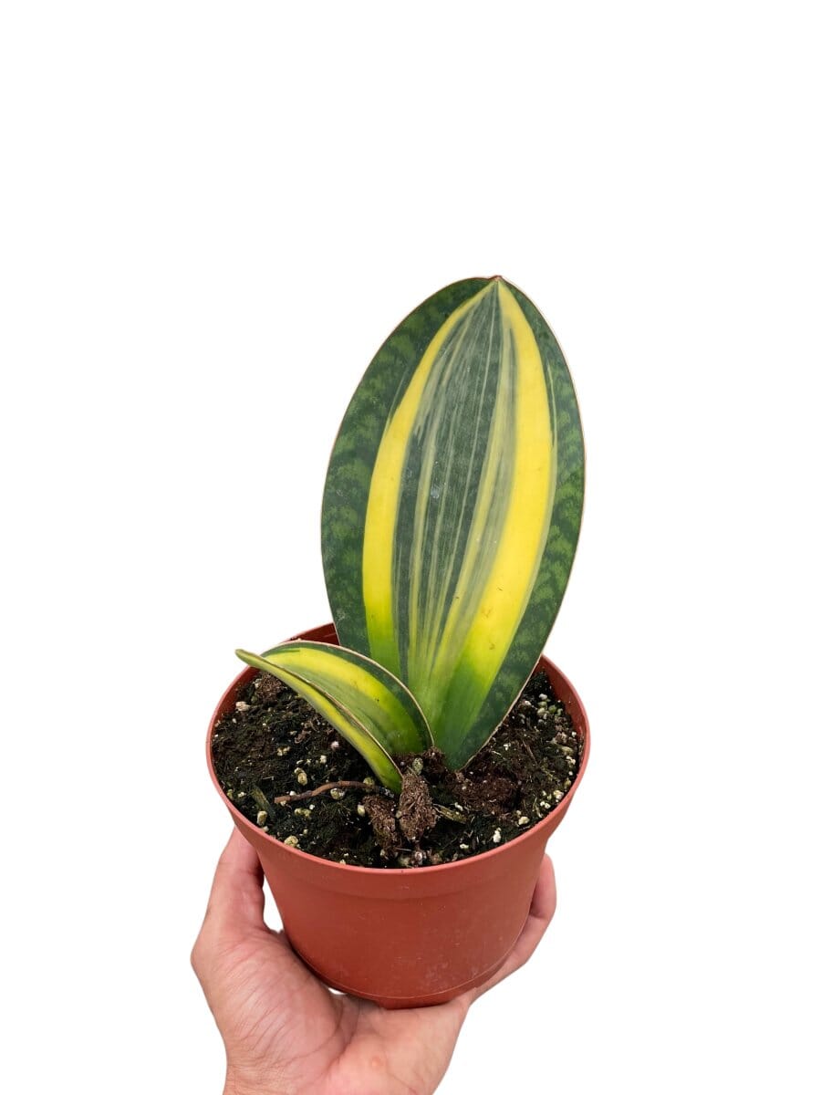 Variegated Shark Fin Snake Plant-Indoor Plants-Trendy Gardener