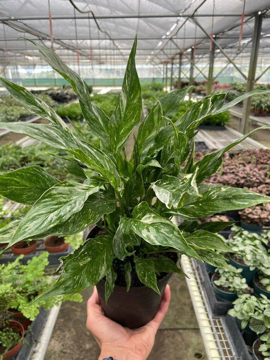 Variegated Spathiphyllum 'Domino'-Indoor Plants-Trendy Gardener