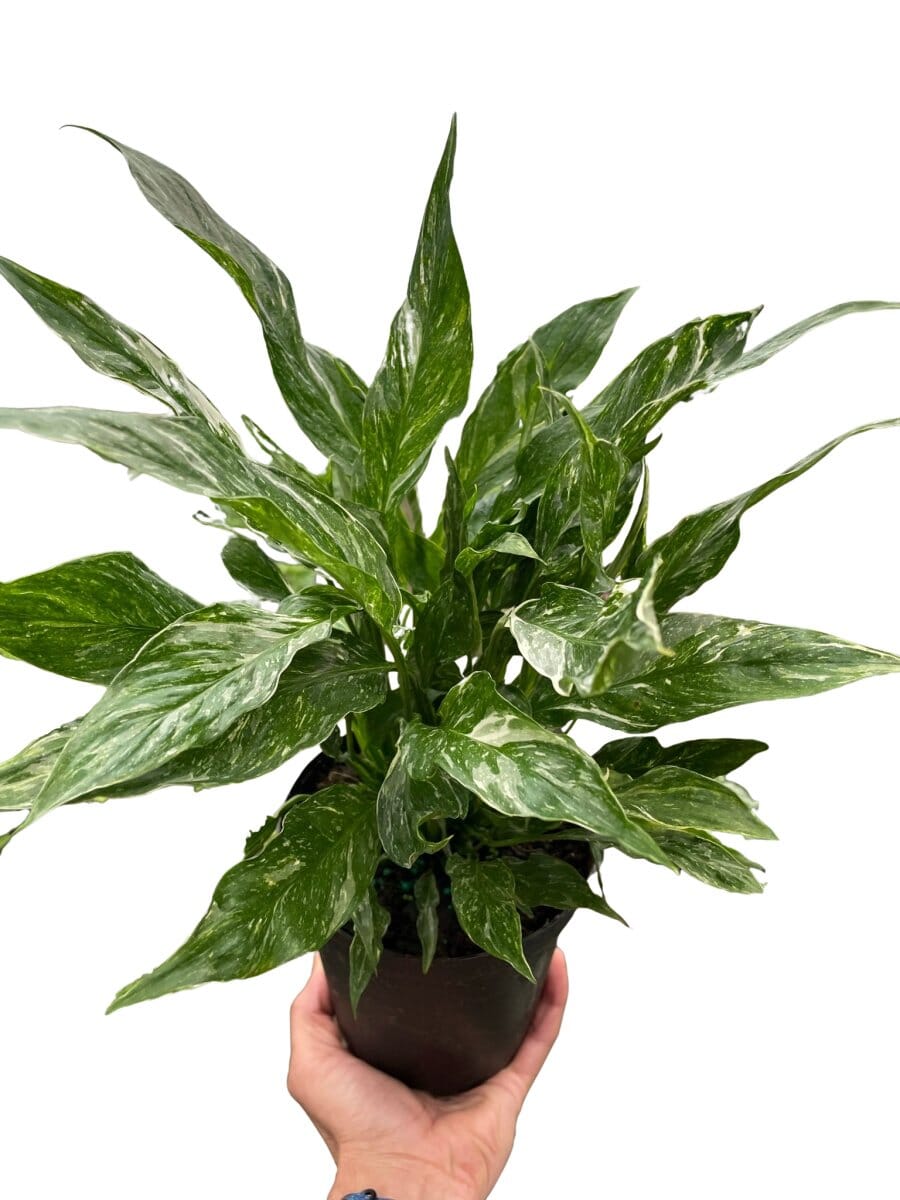 Variegated Spathiphyllum 'Domino'-Indoor Plants-Trendy Gardener