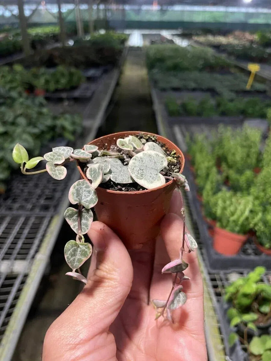Variegated String of Hearts Indoor Plants Trendy Gardener 3" Pot