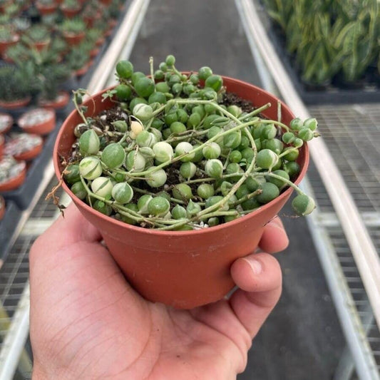 Variegated String of Pearls Succulent Trendy Gardener 6" Pot