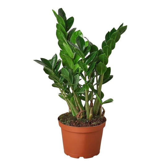 Zamioculcas Zamiifolia 'ZZ Plant' Indoor Plants Trendy Gardener 6" Pot Nursery Pot